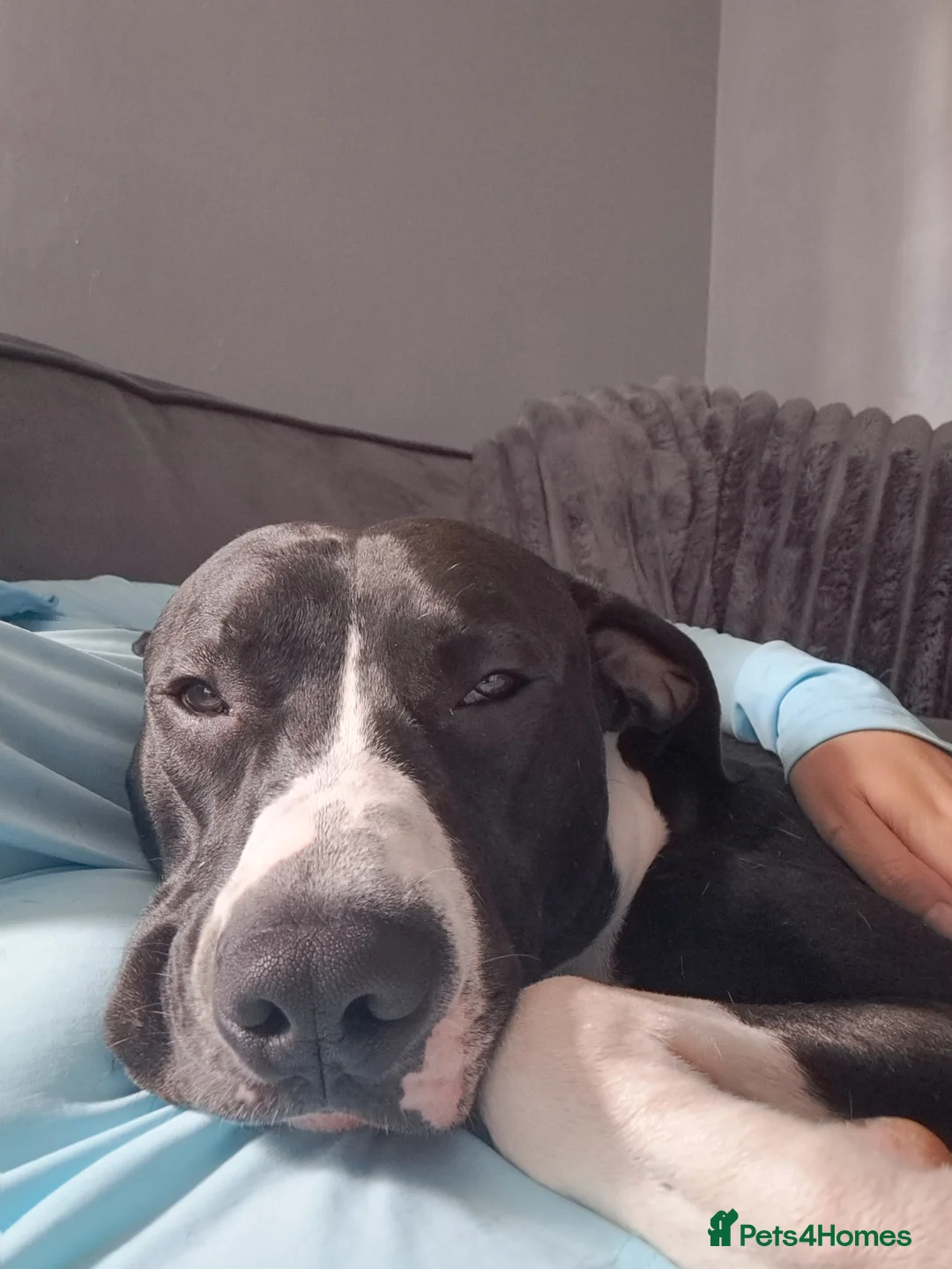 Lurcher dogs for stud: Lurcher for stud - Advert 3