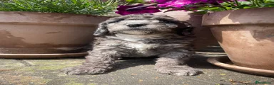grey merle boy 