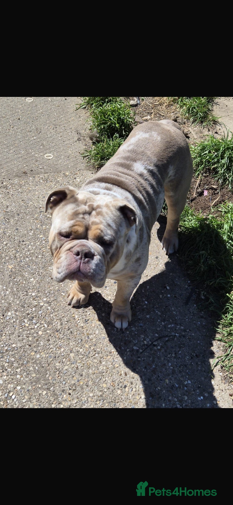 Mixed Breed dogs OLDE STAFF ENGLISH BULLDOGGE - Advert 2