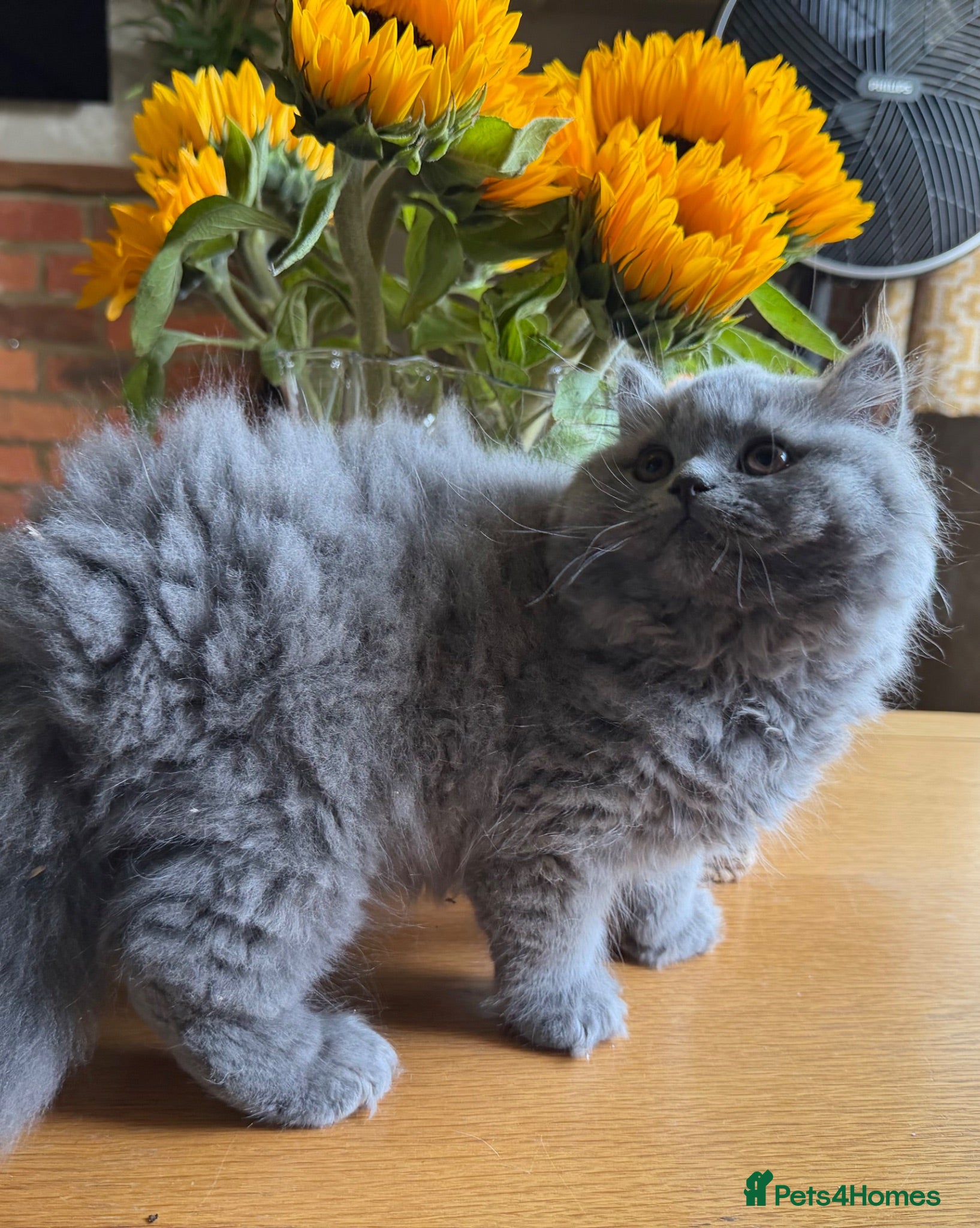 British Longhair cats Two British Blue Longhair Boys 💙 - Advert 2