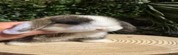 Mini Lop rabbits for sale: Min lops now ready to reserve  - Advert 4