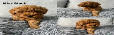 Labradoodle 7