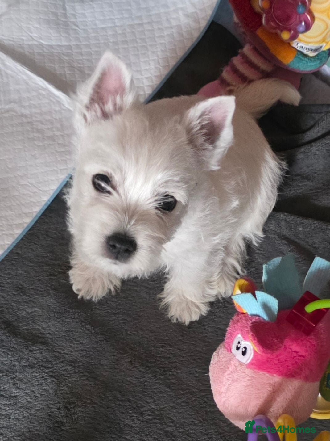 West Highland Terrier dogs Update 1 boy left blue collar KC registered  - Advert 4