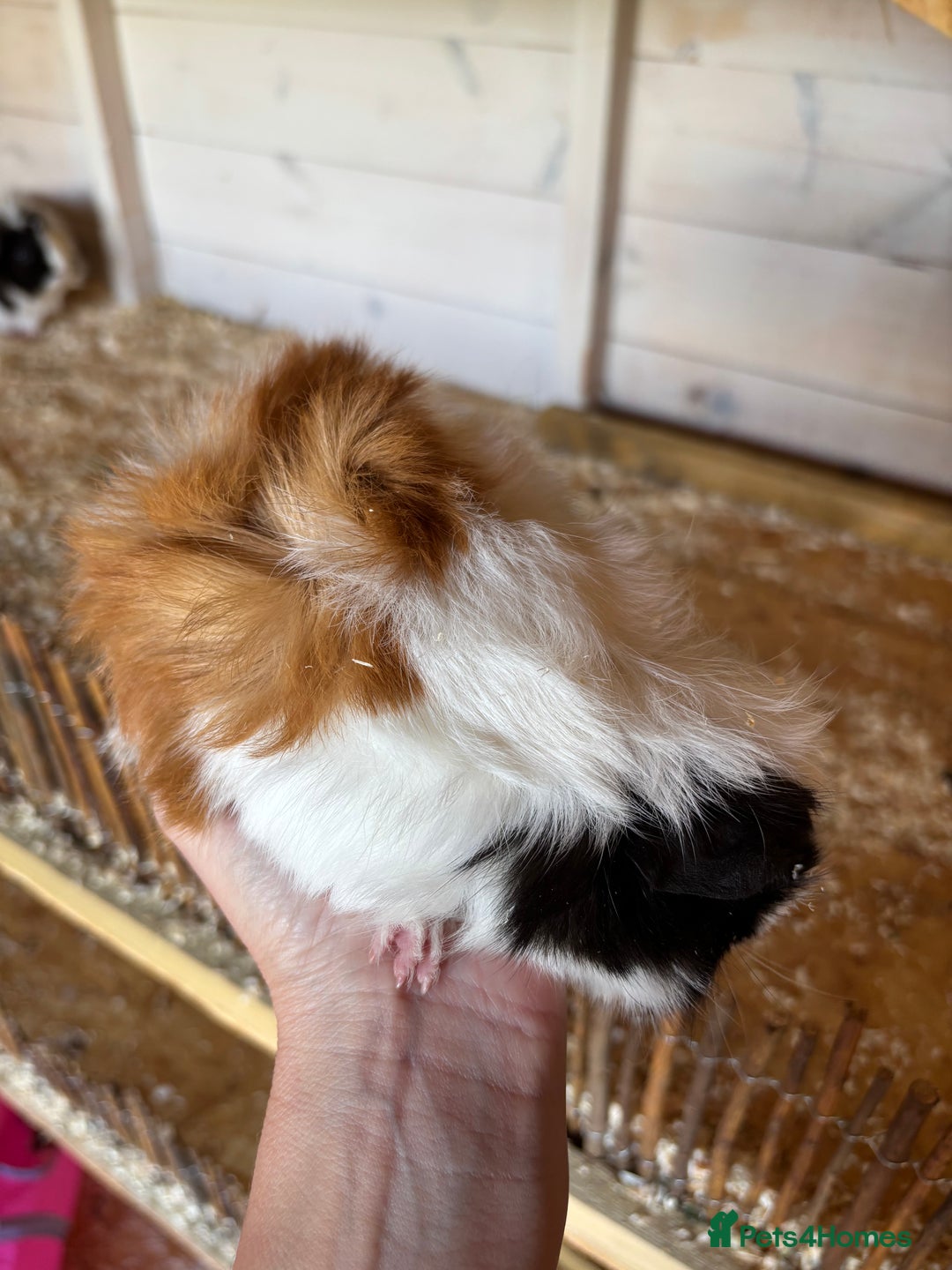 Guinea Pig rodents for sale: 8 week old and 10month old boys - Image 2