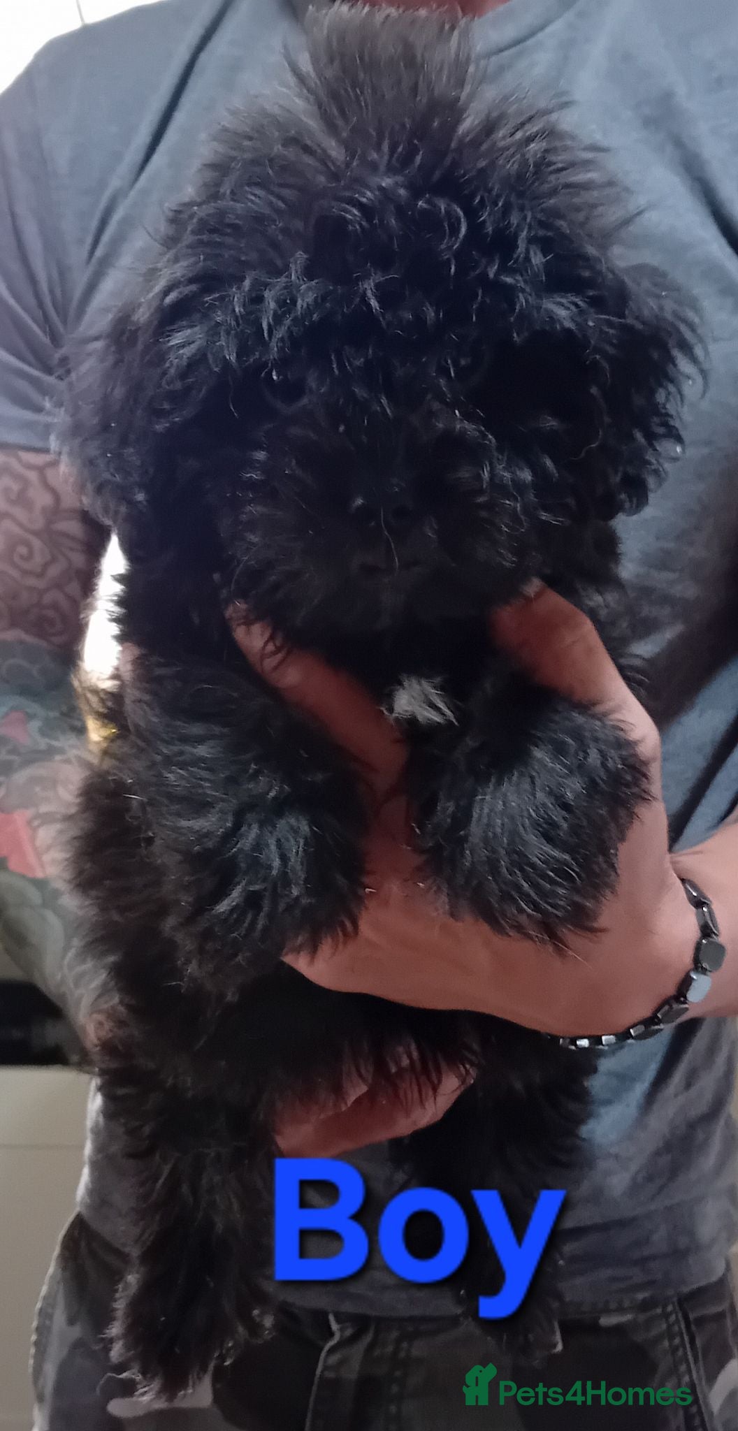 Shihpoo dogs 1 boy, 1 girl available of the Tiniest Puppies  - Advert 1