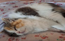 Turkish Angora cats for sale: Beautiful Turkish Angora Calico Female Kitten - Image 3