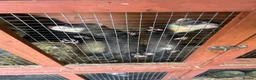 Ferret rodents for sale: Ferret  in Darlington - Advert 1