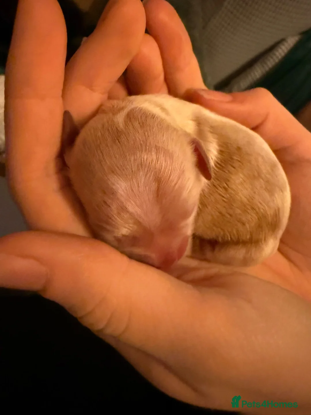 Miniature Poodle dogs for stud: Asian Toy Poodle - TEDDYCUP in Kettering - Advert 9