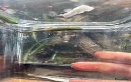 Gecko reptiles for sale: Lined day geckos  - Image 3