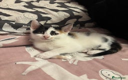 Mixed Breed cats for sale: Kittens 😸 MaineCoon x kittens READY TODAY ❤️😸🐈 - Image 35