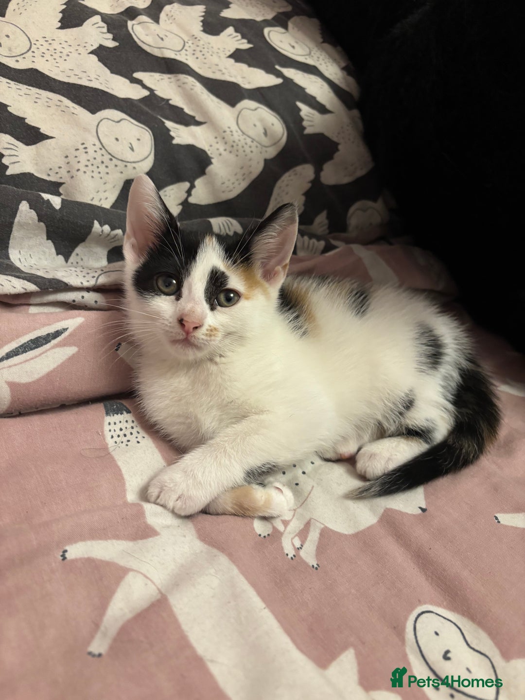 Mixed Breed cats for sale: Kittens 😸 MaineCoon x kittens READY TODAY ❤️😸🐈 - Image 35