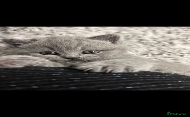British Shorthair cats - Advert 1