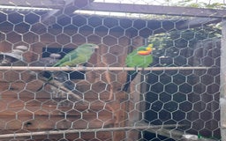 Parakeets birds for sale: Pair of Barrabands  - Image 3