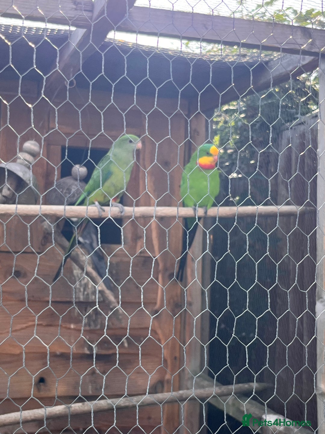 Parakeets birds for sale: Pair of Barrabands  - Image 3