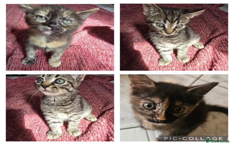 Mixed Breed cats - Advert 4