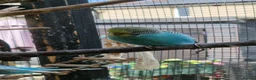 Budgerigars birds for sale: Budgies available 9 weeks old £45 each - Advert 6
