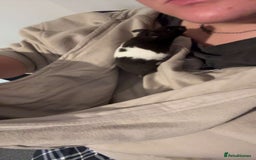 Hamster rodents for sale: Male Syrian hamster - Image 3