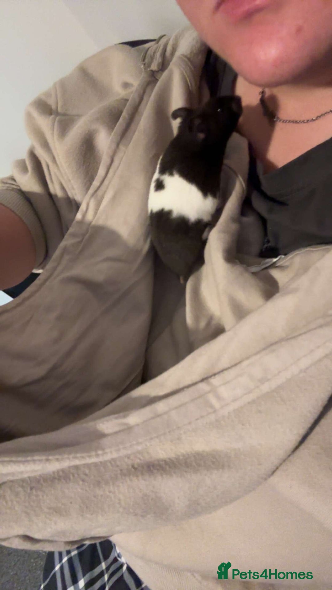 Hamster rodents for sale: Male Syrian hamster - Image 3