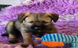 Border Terrier dogs for sale: Stunning border terrier puppys - Image 9