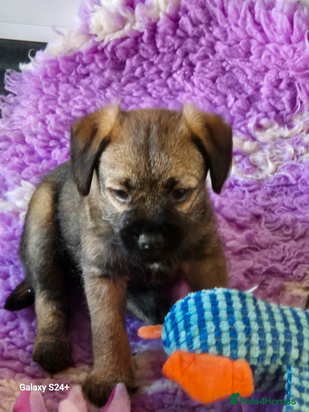 Border Terrier dogs for sale: Stunning border terrier puppys - Image 9