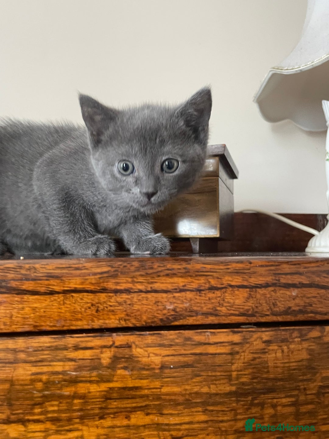 Mixed Breed cats for sale: Russian Blue/tuxedo cross kittens - Image 2