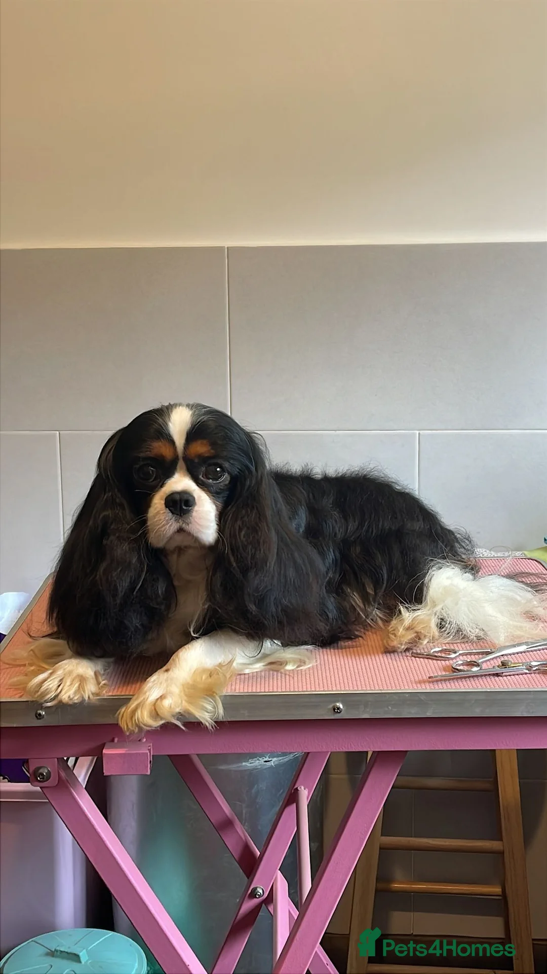 Cavalier King Charles Spaniel dogs for sale: Cavalier King Charlies - Advert 16