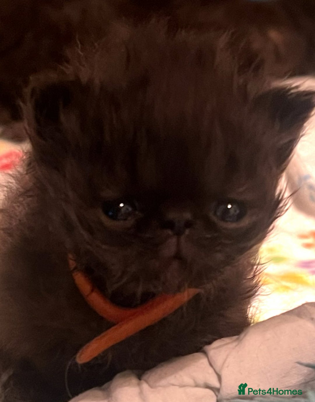 Persian cats for sale: Gorgeous Persians gccf registered pkd neg   - Image 31