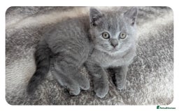 British Shorthair cats for sale: Both parents pedigrees- Dad 5x 🏆 3 boys 1 girl  - Image 9