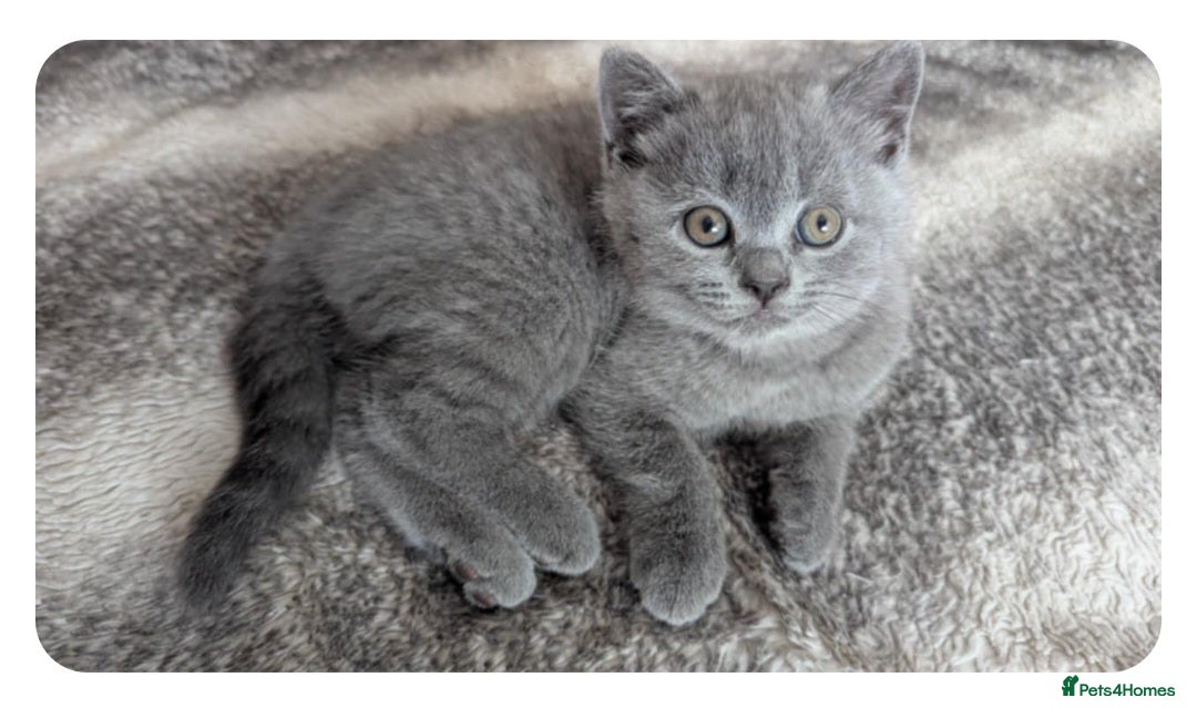British Shorthair cats for sale: Both parents pedigrees- Dad 5x 🏆 3 boys 1 girl  - Image 9