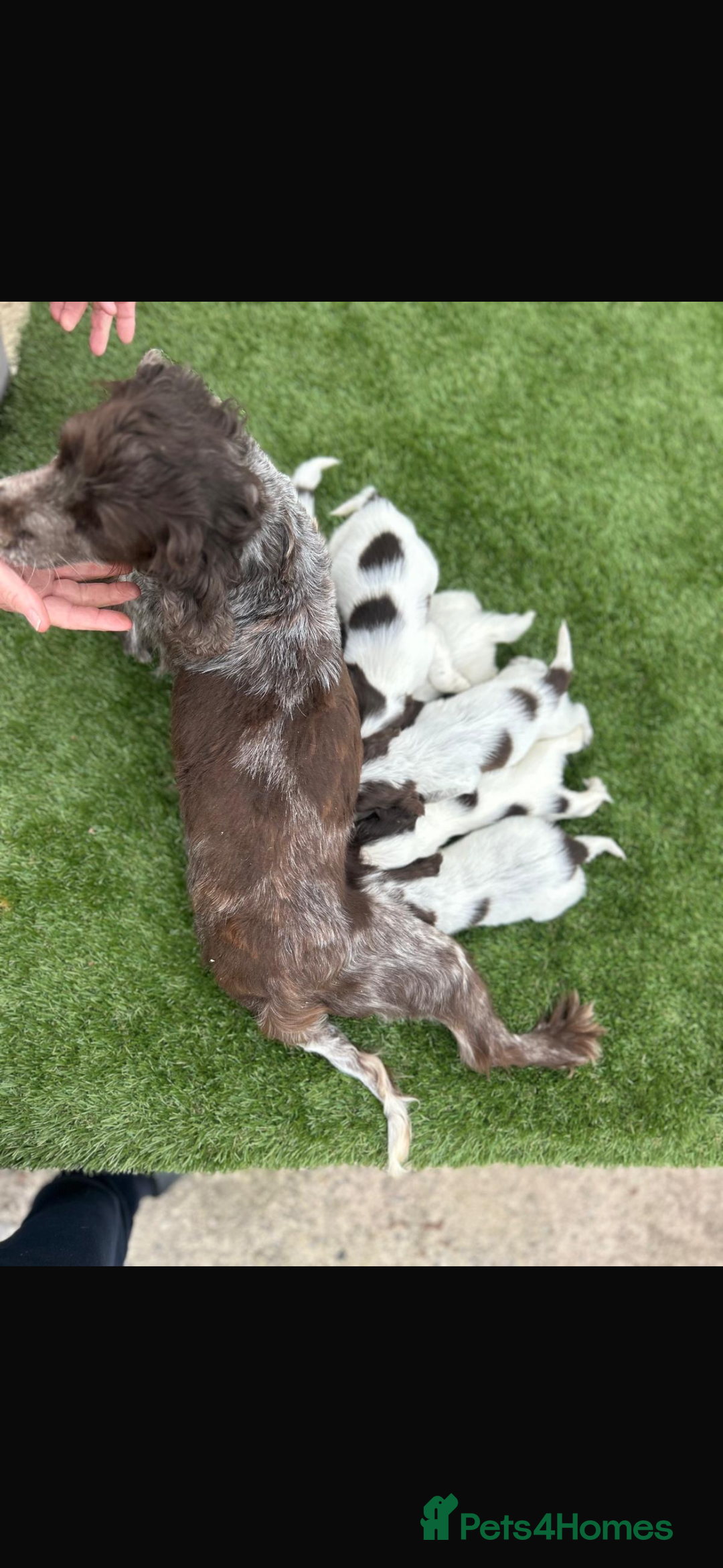 Cocker Spaniel dogs for sale: Cocker spaniel puppies 6girls 1boy ready now - Image 12