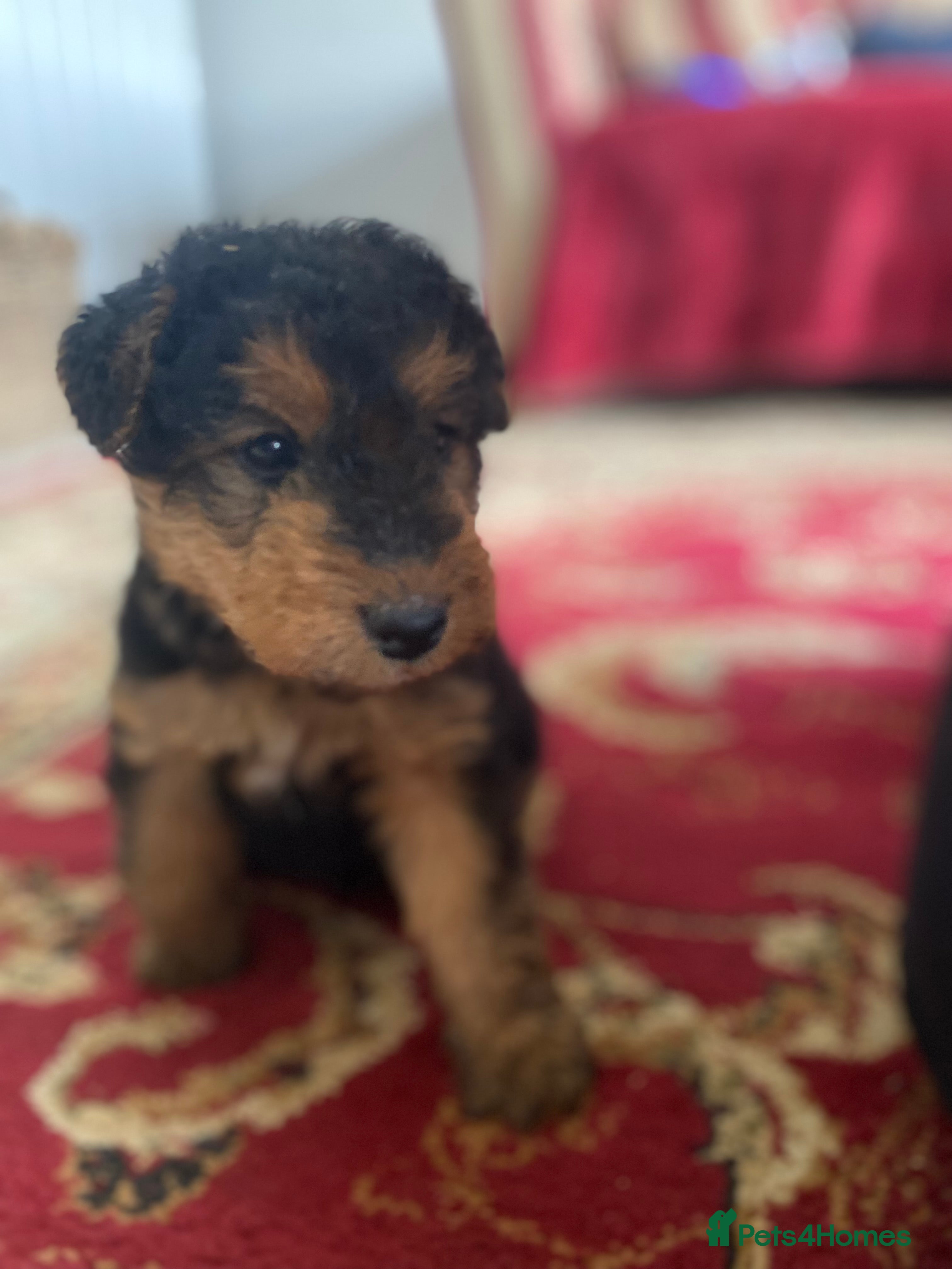 Welsh Terrier dogs A STUNNING LITTER OF WELSIES - Advert 2
