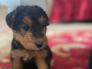 Welsh Terrier dogs A STUNNING LITTER OF WELSIES - Advert 2