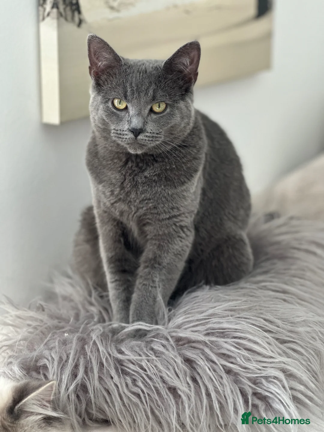 Ragdoll cats for sale: Gorgeous 3/4 Ragdoll kittens. Blue mitted lynx - Advert 34