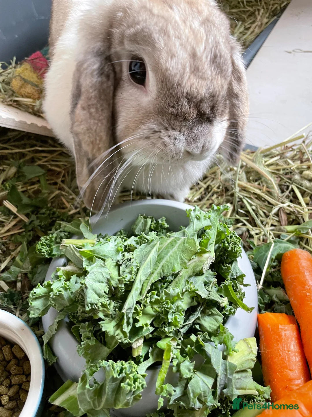 Mini Lop rabbits for sale: Beautiful Mini Lop Female Rabbit, 5 years old  - Advert 6