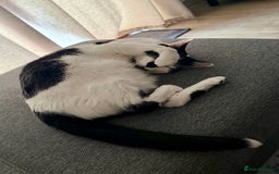Domestic Shorthair cats for sale: Free to a good home  - Image 3