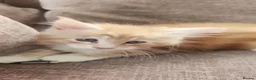 Maine Coon cats for sale: Maine coon boy full breed - Advert 4