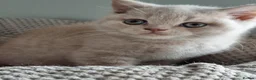 British Shorthair cats for sale: Blue/cream girl and cream boy in Newport - Advert 13