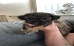 Yorkiepoo dogs for sale: Yorkiepoo - Image 5