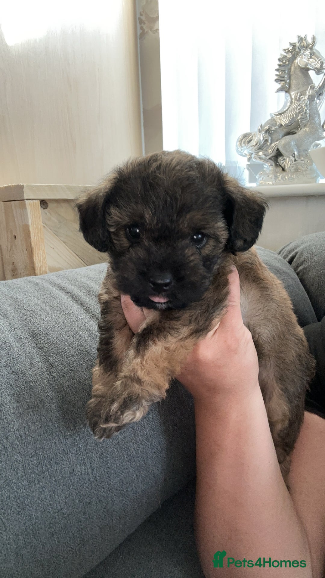 Yorkiepoo dogs for sale: Yorkiepoo - Image 5