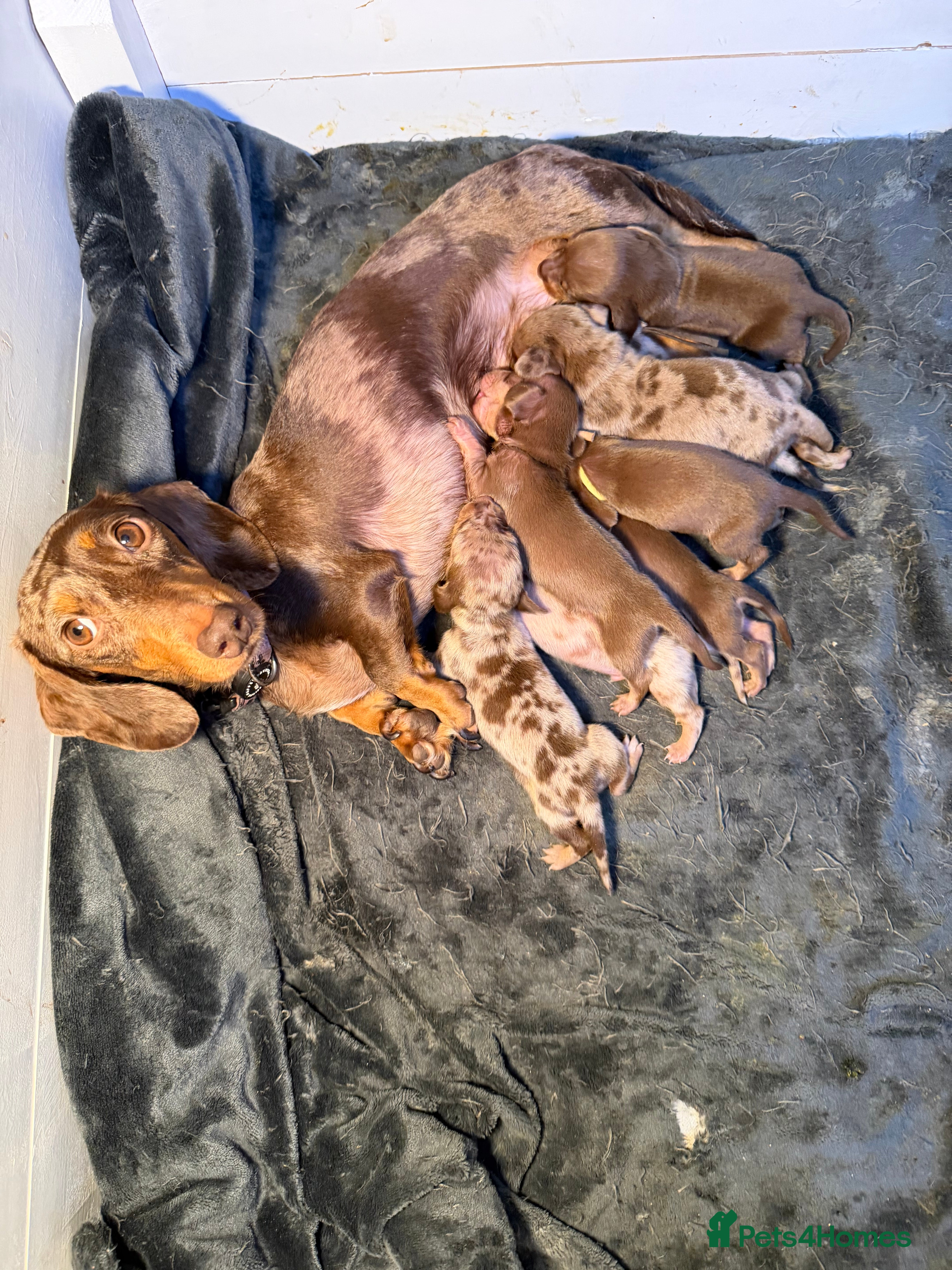 Miniature Dachshund dogs Miniature Dachshunds KC REG Dapple & Chocolate  - Advert 2