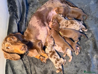 Miniature Dachshund dogs Miniature Dachshunds KC REG Dapple & Chocolate - Advert 2