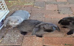 Mini Lop rabbits for sale: beautiful mini lops ready for new homes  - Image 10