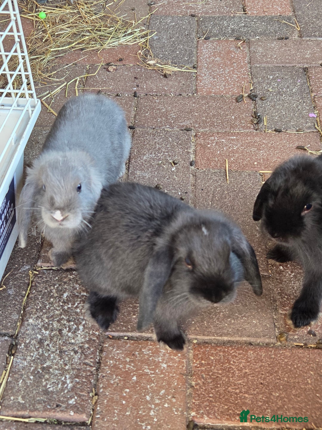 Mini Lop rabbits for sale: beautiful mini lops ready for new homes  - Image 10