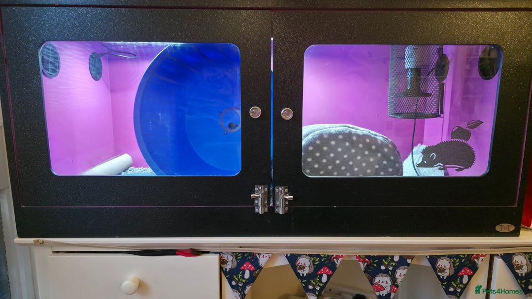 Pygmy Hedgehog rodents for sale: African Pygmy Hedgehog Male 9 months - Advert 7