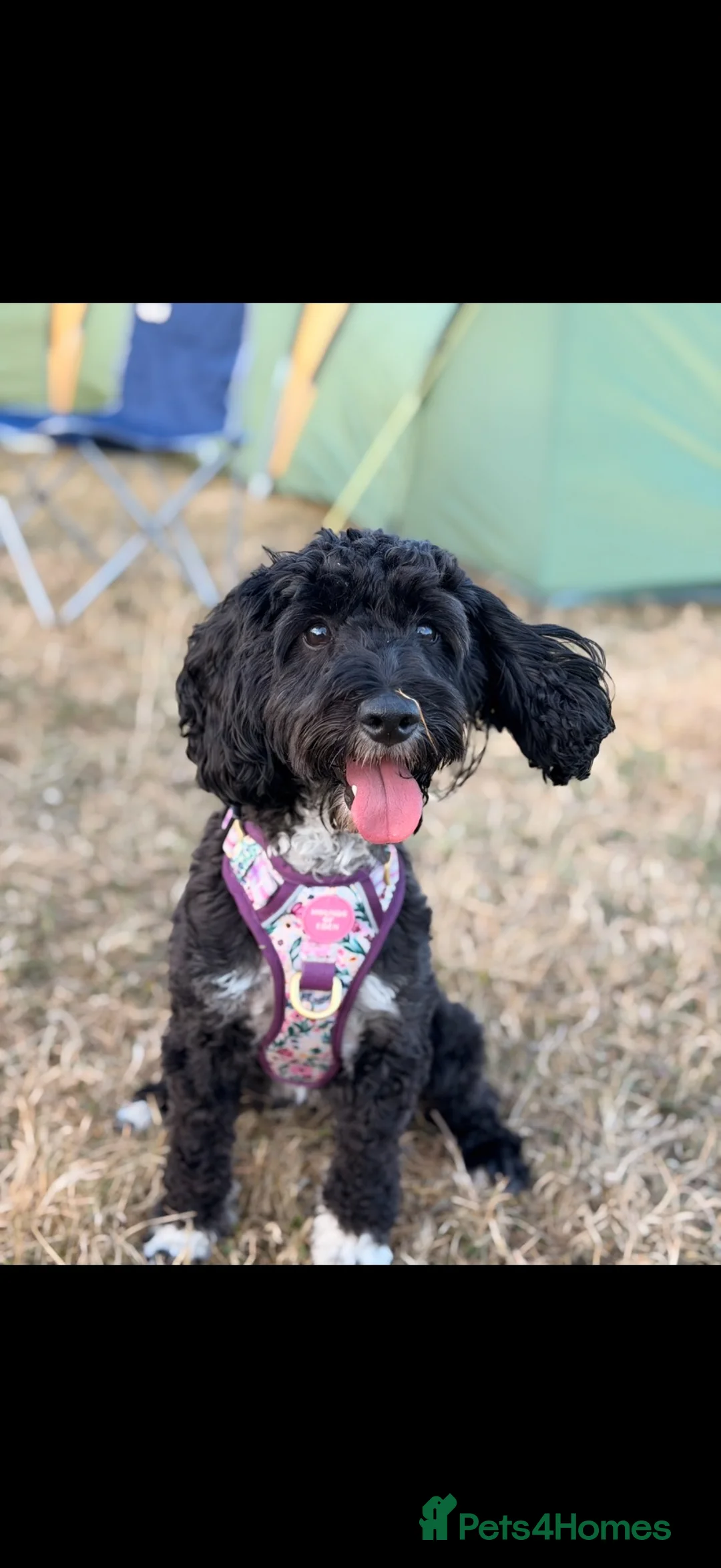 Cockapoo dogs for sale: Bella the miniature cockapoo🐾🐕‍🦺 - Advert 1