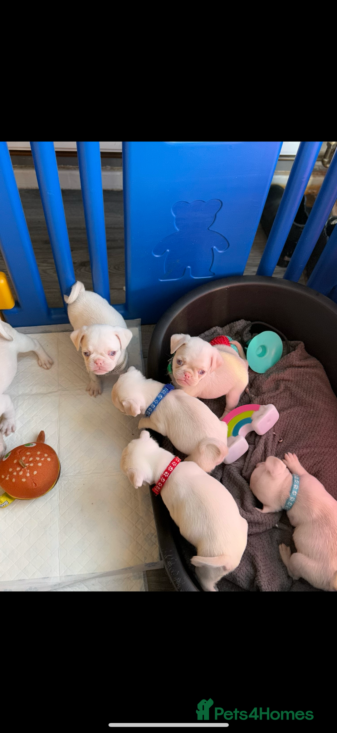 Pug dogs for sale: 7 boys ready to go next week!!!🩵 - Image 3