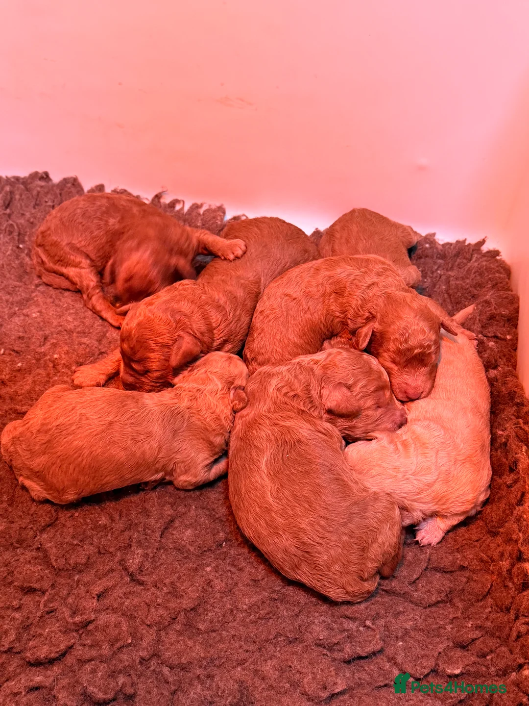 Poochon dogs for sale: Stunning deep red & apricot Poochon puppies - Advert 1