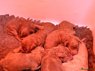 Poochon dogs Stunning deep red & apricot Poochon puppies - Advert 2