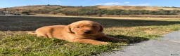 Labrador Retriever dogs for sale: Stunning fox Red Labrador pup - Advert 15