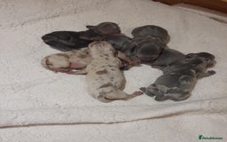 Miniature Dachshund dogs for sale: 6 Miniature dacshund puppies  - Advert 5